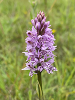 Dactylorhiza fuchsii